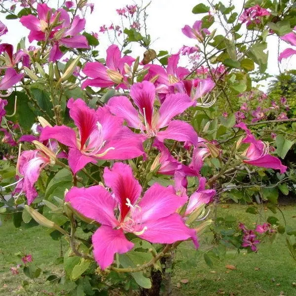 Chuvanna Mantharam (Bauhinia purpurea) blooming flowers used in Ayurveda for health and wellness