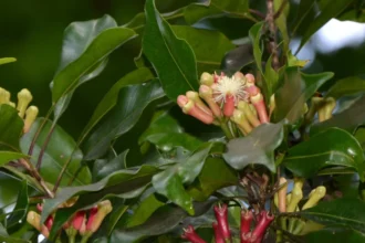 Close-up of dried Grampoo (Syzygium aromaticum) cloves used in cooking and natural medicine
