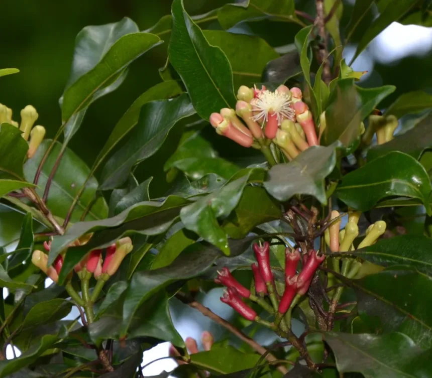 Close-up of dried Grampoo (Syzygium aromaticum) cloves used in cooking and natural medicine