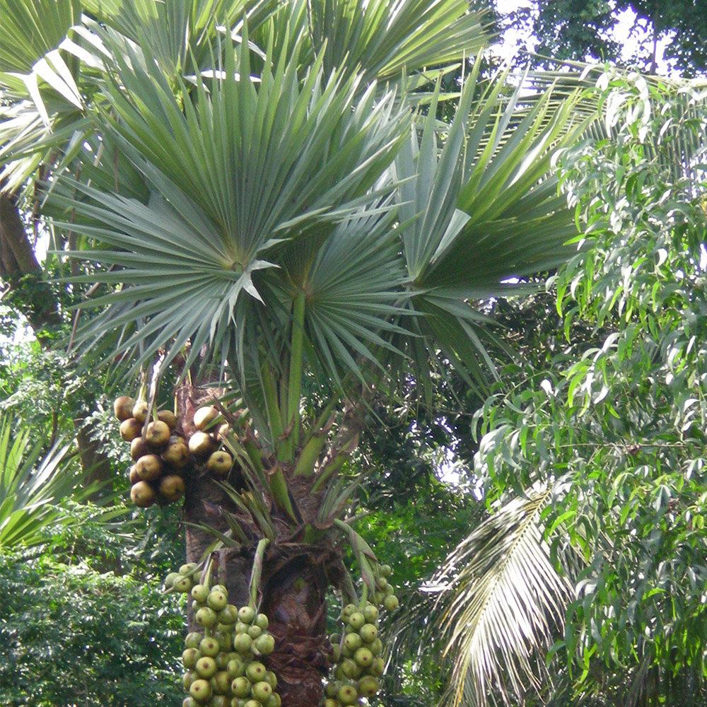 Karimbana-Borassus flabellifer-palm fruit with dark shell and translucent jelly pods.