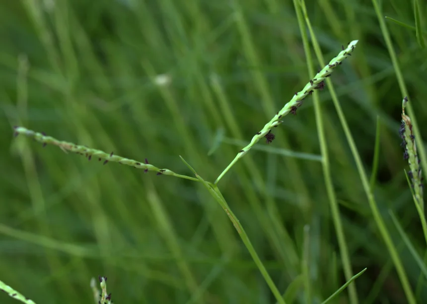 Karukapullu (Cynodon dactylon), also known as Bermuda grass, widely used in traditional Ayurvedic medicine for treating wounds, infections, and improving immunity