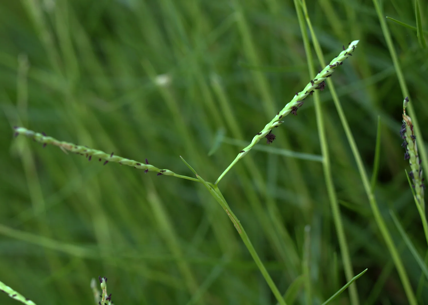 Karukapullu (Cynodon dactylon), also known as Bermuda grass, widely used in traditional Ayurvedic medicine for treating wounds, infections, and improving immunity