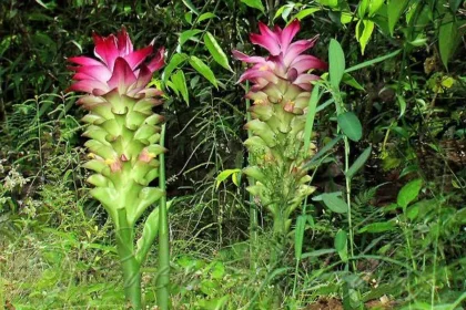 Kasthurimanjal (Curcuma aromatica)—also known as wild turmeric—that beautifully showcase both the delicate flower inflorescences and the rhizomes