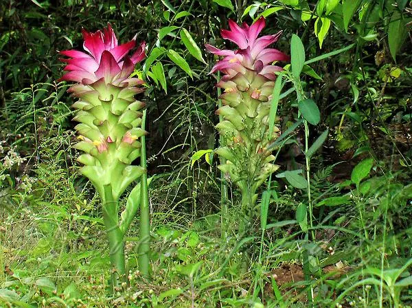 Kasthurimanjal (Curcuma aromatica)—also known as wild turmeric—that beautifully showcase both the delicate flower inflorescences and the rhizomes