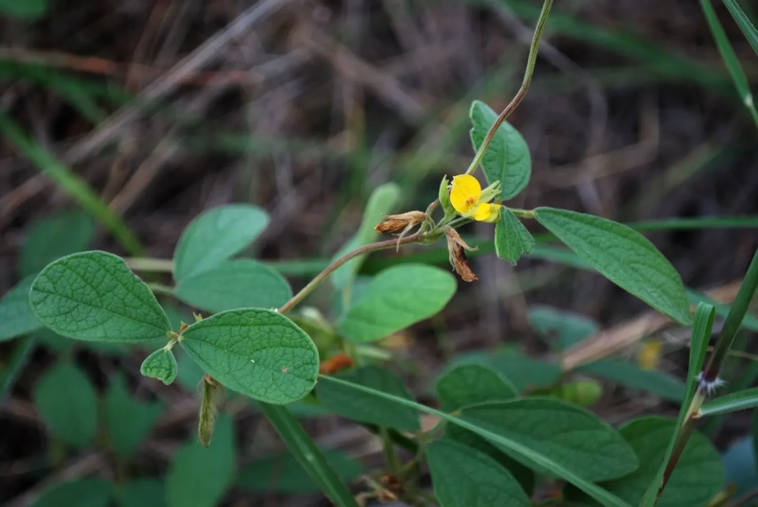 Kattumuthira (Cajanus scarabaeoides) yellow flowers, a wild legume known for its medicinal and ecological value