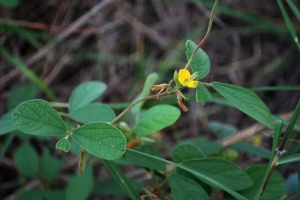 Kattumuthira (Cajanus scarabaeoides) yellow flowers, a wild legume known for its medicinal and ecological value