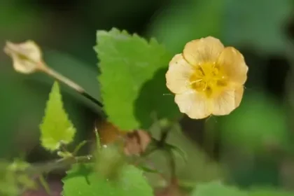 Kurunthotti (Sida cordata) yellow flower with heart‑shaped serrated leaves in natural habitat