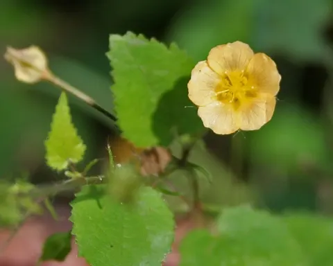 Kurunthotti (Sida cordata) yellow flower with heart‑shaped serrated leaves in natural habitat