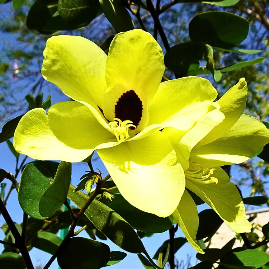 Manja Mantharam (Bauhinia tomentosa): A Natural Medicinal Resource with 7 Amazing Uses
