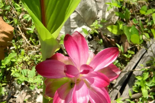 Manjakoova plant (Curcuma zanthorrhiza) with rhizomes and leaves – herbal medicine for digestion and immunity