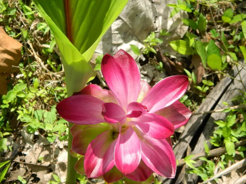 Manjakoova plant (Curcuma zanthorrhiza) with rhizomes and leaves – herbal medicine for digestion and immunity