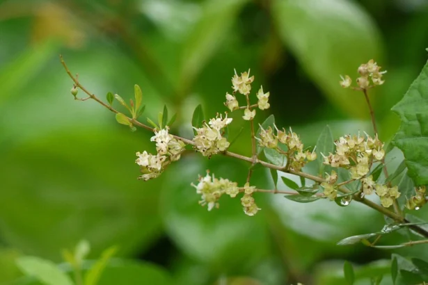 Mayilanji plant (Lawsonia inermis) with green leaves – traditional Ayurvedic herb used in natural remedies