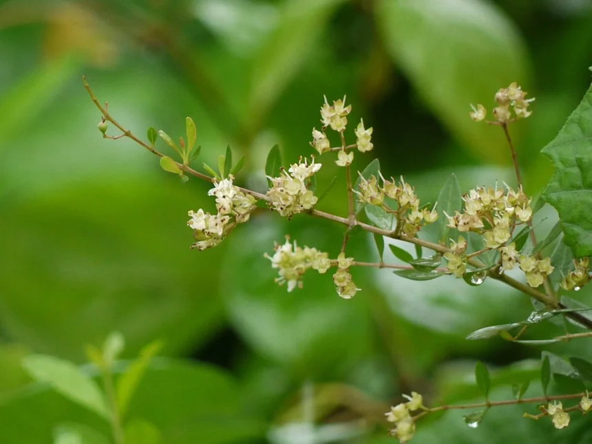 Mayilanji plant (Lawsonia inermis) with green leaves – traditional Ayurvedic herb used in natural remedies