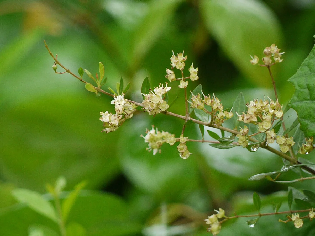 Mayilanji plant (Lawsonia inermis) with green leaves – traditional Ayurvedic herb used in natural remedies