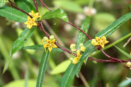 Hemidesmus indicus (Naruneendi) root and leaves – Ayurvedic medicinal herb for detox and cooling