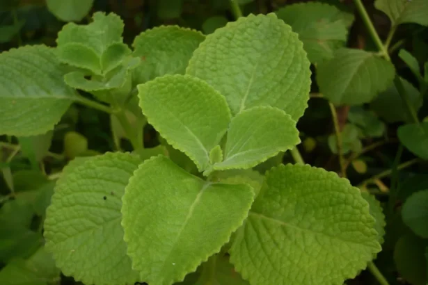 Panikoorkka (Plectranthus amboinicus) plant with thick green aromatic leaves