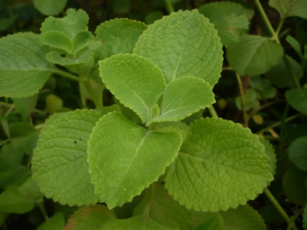 Panikoorkka (Plectranthus amboinicus) plant with thick green aromatic leaves