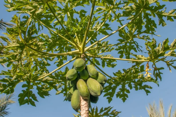 papaya (Carica papaya) tree bearing ripe and unripe fruits in a home garden
