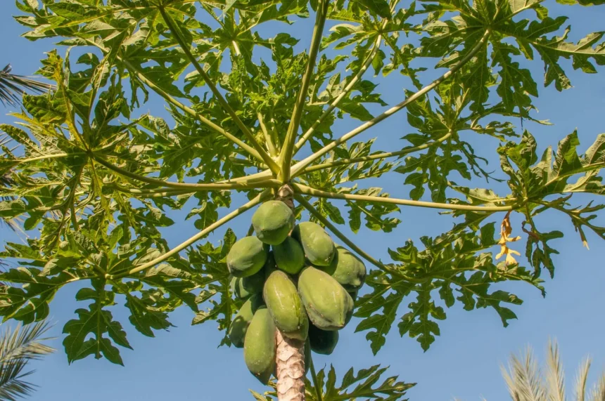 papaya (Carica papaya) tree bearing ripe and unripe fruits in a home garden