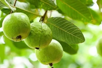 Pera (Psidium guajava) fruit – a nutritious tropical fruit rich in vitamins, fiber, and antioxidants that promote health and wellness with 4 key benefits.