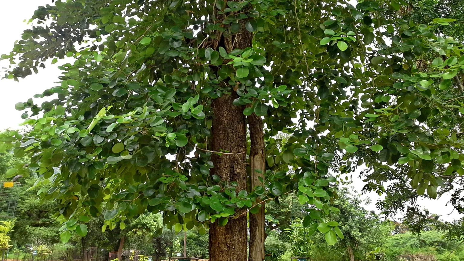 Rakthachandanom-Pterocarpus-santalinus – also known as red sandalwood, used in Ayurveda and natural remedies