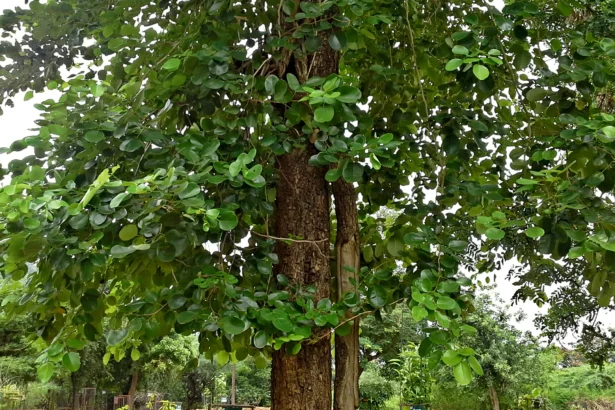 Rakthachandanom-Pterocarpus-santalinus – also known as red sandalwood, used in Ayurveda and natural remedies