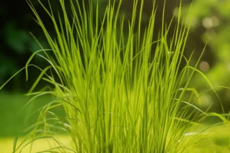 Ramacham (Chrysopogon zizanioides) sprout with fresh green leaves growing in soil