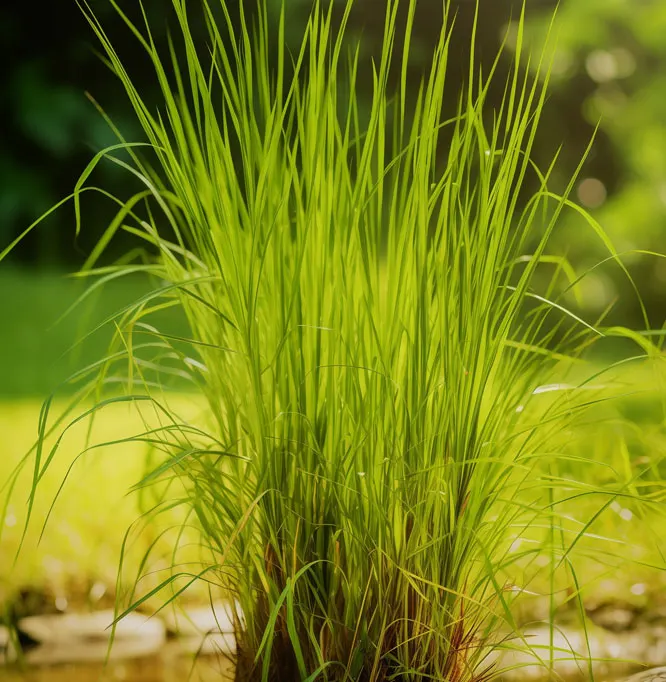 Ramacham (Chrysopogon zizanioides) sprout with fresh green leaves growing in soil
