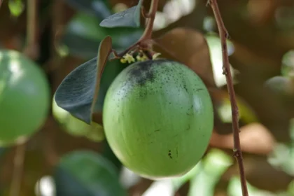 Star Apple (Chrysophyllum cainito) fruit on tree with glossy purple skin
