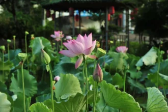 Thamara (Nelumbo nucifera) pink sacred lotus flower blooming in a pond