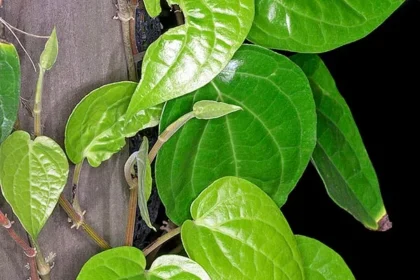 Fresh green Vettila (Piper betle) leaves used in Ayurvedic medicine and traditional remedies