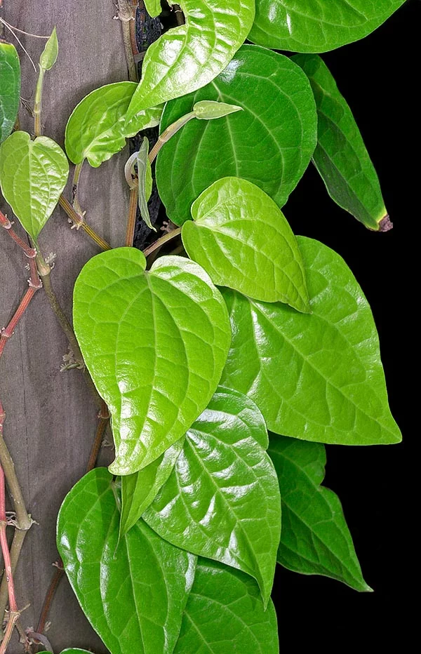 Fresh green Vettila (Piper betle) leaves used in Ayurvedic medicine and traditional remedies